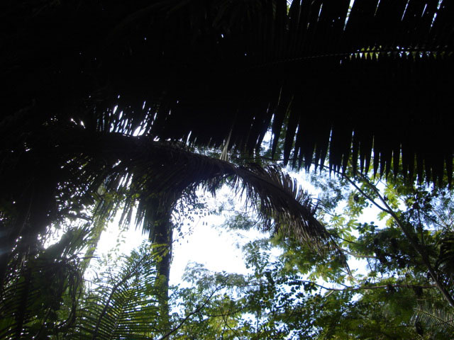 Belize Jungle Tours